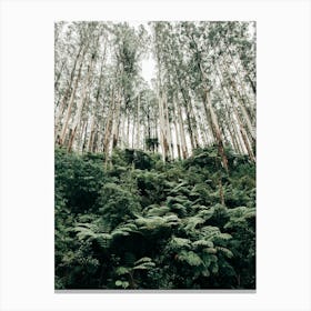 Trees Reaching For The Sky Canvas Print