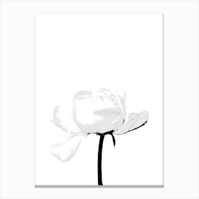 White Peony Canvas Print