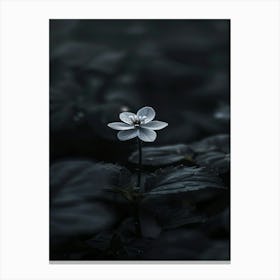 Dark Flower 16 Canvas Print