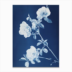 Rosa II Canvas Print