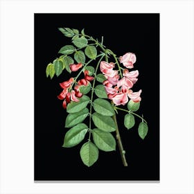 Vintage Robinier Rose Bloom Botanical Illustration on Solid Black n.0224 Canvas Print