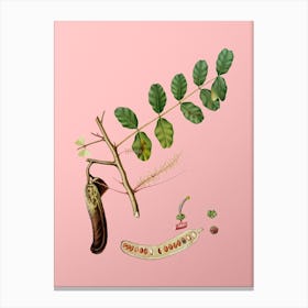 Vintage Carob Botanical on Soft Pink n.0247 Canvas Print