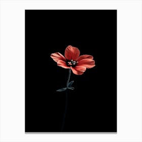 Red Poppy 1 Canvas Print