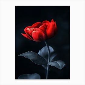 Red Tulip Canvas Print