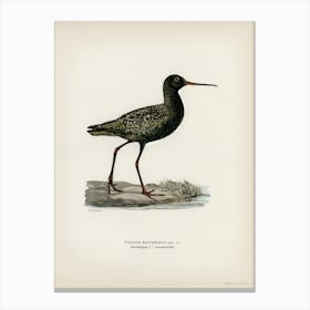 Spotted Redshank, The Von Wright Brothers Canvas Print