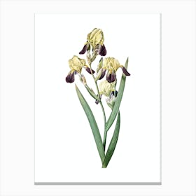 Vintage Elder Scented Iris Botanical Illustration on Pure White n.0660 Canvas Print