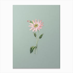 Vintage Mr. Dickson's Echinacea Botanical Art on Mint Green n.0936 Canvas Print