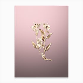 Gold Botanical Long Branched Enothera on Rose Quartz n.2281 Canvas Print