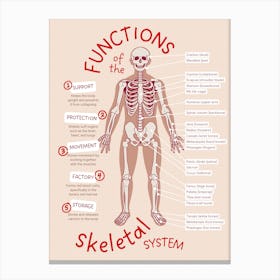 Functions Of The Skeletal System Canvas Print