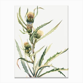 Vintage Botanical Mary Vaux Walcott _2732431 Canvas Print