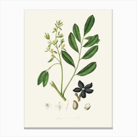 Vintage Botanical John Stephenson and James Morss Churchill Art Print_2731678 Canvas Print