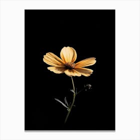 Single Yellow Flower 36 Canvas Print