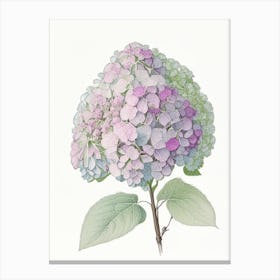 Hydrangea Floral Quentin Blake Inspired Illustration 2 Flower Canvas Print