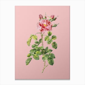 Vintage Four Seasons Rose in Bloom Botanical on Soft Pink n.0773 Canvas Print