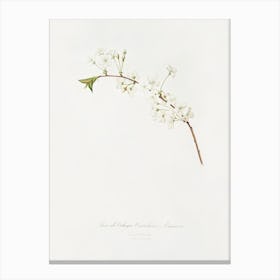 Amarena Cherry Flower (Prunus Cerasus) From Pomona Italiana (1817 - 1839), Giorgio Gallesio Canvas Print