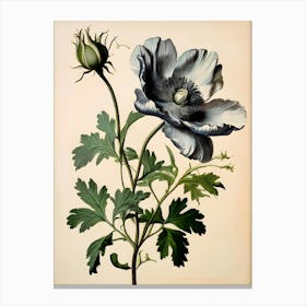 Striking Beauty in Black and White: A Single Poppy in Full Bloom   Canvas Print