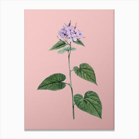 Vintage Morning Glory Flower Botanical on Soft Pink n.0326 Canvas Print