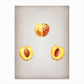 Vintage Nectarine Botanical on Parchment n.0339 Canvas Print