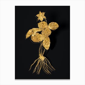 Vintage Trillium Rhomboideum Botanical in Gold on Black Canvas Print