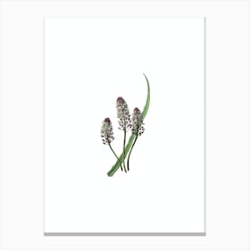 Vintage Meadow Squill Flower Botanical Illustration on Pure White n.0615 Canvas Print