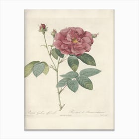 Rose Illustration, Pierre Joseph Redoute(106) Canvas Print