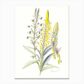 Lysimachia Floral Quentin Blake Inspired Illustration 2 Flower Canvas Print