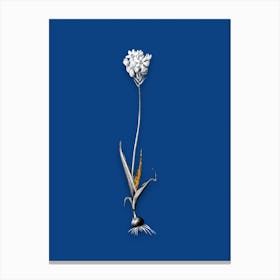Vintage Chincherinchee Black and White Gold Leaf Floral Art on Midnight Blue n.0761 Canvas Print