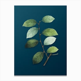 Vintage Eared Willow Botanical Art on Teal Blue n.0057 Canvas Print