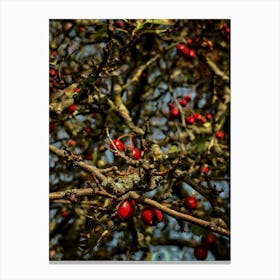 Red Berries On A Tree 1 Canvas Print