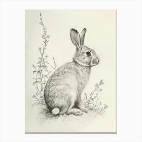 English Silver Rabbit Drawing 1 Canvas Print