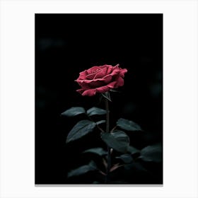 Dark Rose 105 Canvas Print