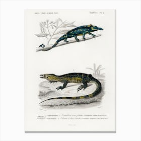 Two Horned Chameleon (Furcifer Bifidus), Charles Dessalines D' Orbigny Canvas Print