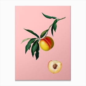 Vintage Peach Botanical on Soft Pink n.0409 Canvas Print