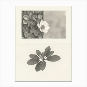 Magnolia Flower Photo Collage 2 Canvas Print