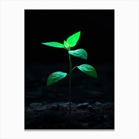 Green Plant In The Dark 6 Canvas Print