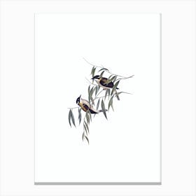 Vintage Black Throated Honeyeater Bird Illustration on Pure White n.0055 Canvas Print