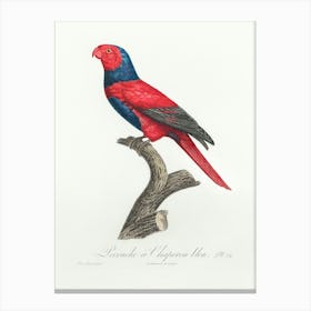 Violet Necked Lory From Natural History Of Parrots, Francois Levaillant Canvas Print