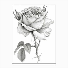 Roses Sketch 53 Canvas Print
