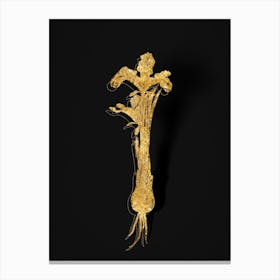 Vintage Iris Persica Botanical in Gold on Black n.0250 Canvas Print