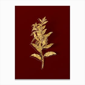 Vintage Evergreen Oak Botanical in Gold on Red n.0489 Canvas Print