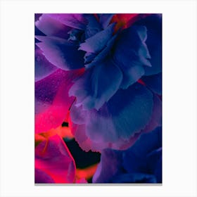 Carnations 3 Canvas Print