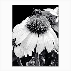 Coneflower BW Canvas Print