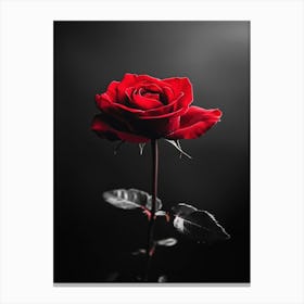 Dark Rose 140 Canvas Print