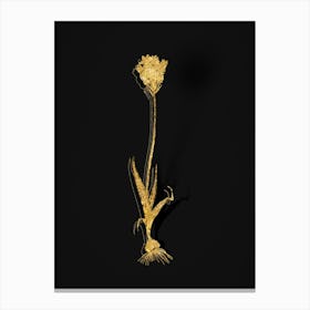 Vintage Chincherinchee Botanical in Gold on Black n.0215 Canvas Print