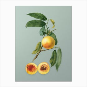 Vintage Peach Botanical Art on Mint Green Canvas Print