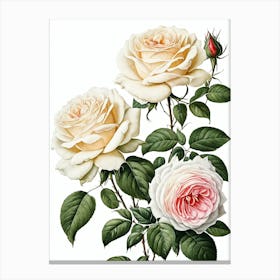 Vintage Galleria Style Rose Art Painting 15 Canvas Print