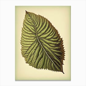 Slippery Elm Leaf Vintage Botanical 2 Canvas Print
