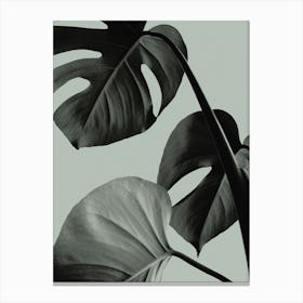 Monstera Green_2058253 Canvas Print