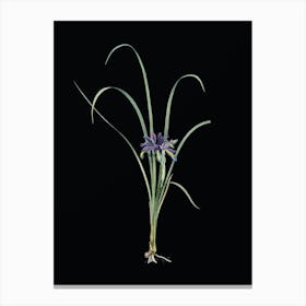 Vintage Grass Leaved Iris Botanical Illustration on Solid Black n.0222 Canvas Print