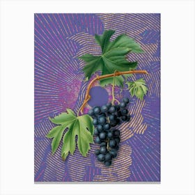 Vintage Brachetto Grape Botanical Illustration on Veri Peri n.0975 Canvas Print